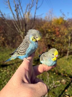 Andulka Maznačik krotká - 8