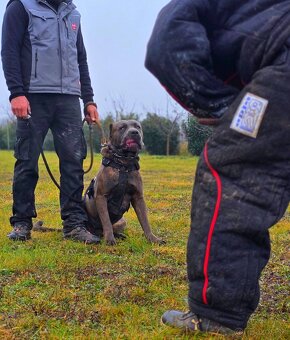 vycvik s ubytovanim, hotel pre psov - 8