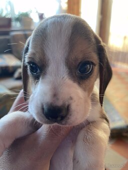 Steniatká beagle - 8