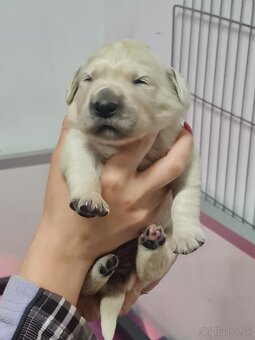 Zlatý retriever - šteniatka s preukazom pôvodu - 8