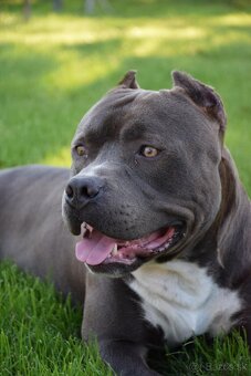 Šteniatká Amerického staffordshire teriéra - Blue - 8