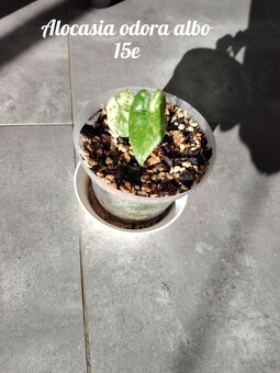 Izbové rastliny - 8