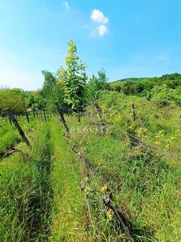 VINOHRADNÍCKY POZEMOK,RAČA-KNIŽKOVA DOLINA,3381m2 - 8