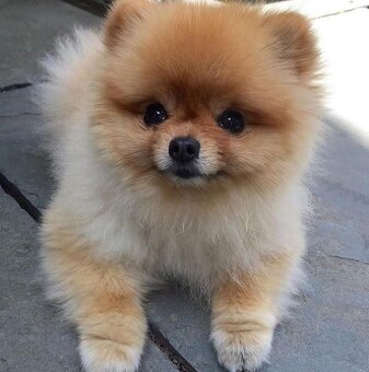 Pomeranian mini cream - 8