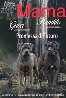 Cane Corso s PP - 8