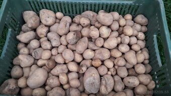 Kŕmne zemiaky - 0,20 Eur / kg - 8