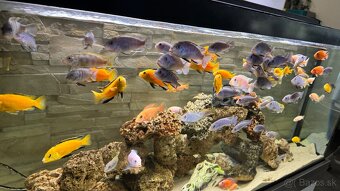 Africke cichlidy - 8