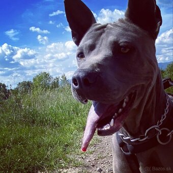 Predám Thai Ridgeback Dog, chovného psa FCI - 8