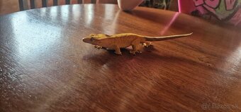 Pagekon riasnatý - PREDÁM - 8