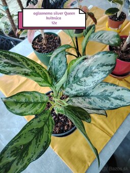 Phylodendron imperial red, konsetra anadnsoni mint - 8