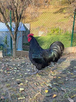 Australorpka čierna - 8