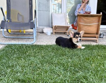 Welsh Corgi Pembroke - 8