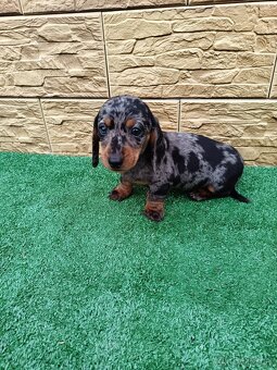 Jazveĉík trpaslicí - 8