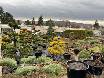 Záhrady v Japonskom štýle - 8