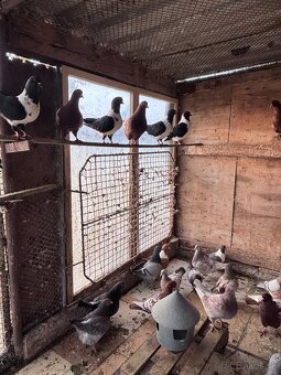 Holuby na predaj - 8