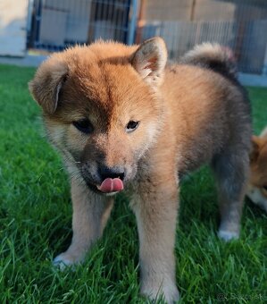 Shiba inu psýky s PP - 8