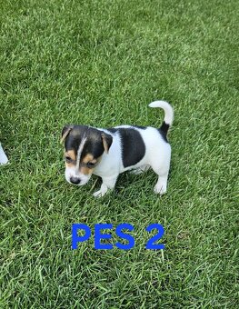 Jack Russell teriér - 8