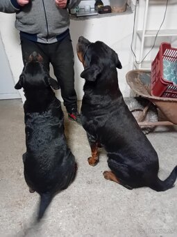 Šteňatá Rottweiler - 8