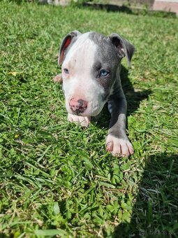 Amstaff , Ameriscky staford - 8