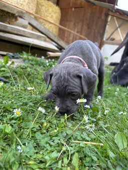 Fenky Cane Corso - 8