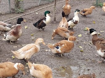 husi a kacice mlade farebne rozne - 8