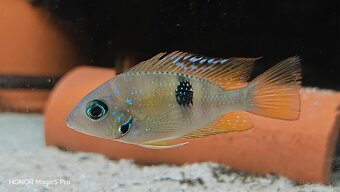 Americké cichlidy - 8