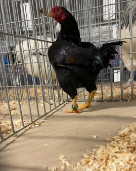 Zdr. Indická bojovníčka bažantia hnedá - 8