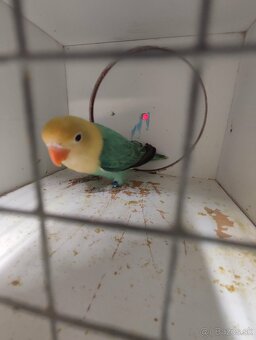 Agapornis fischeri - 8