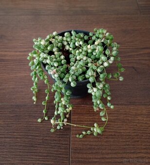 Izbové rastlinky - 8