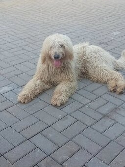 ŠTENIATKA KOMONDOR - 8