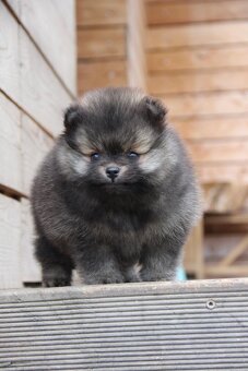 Pomeranian - mini velikost- PP/FCI - 8