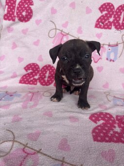 Americký stafordsirsky terier, Stafford, amstaf - 8