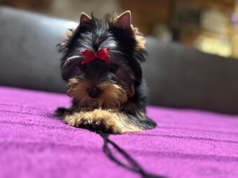 Yorkshire terrier s Preukazom pôvodu FCi - 8