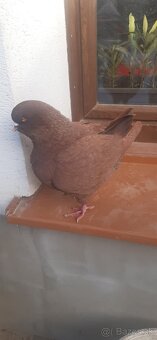 Americký King 2024. - 8