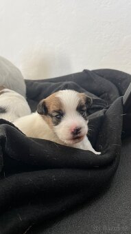 Jack Russell Terrier s pp - 8