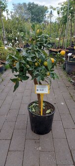citrusy a palmy - 8