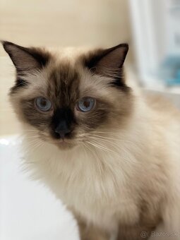 Ragdoll Mačka - 8