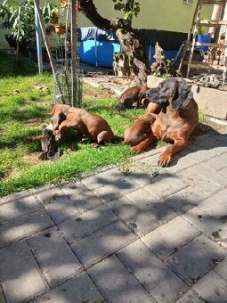 Bavorsky farbiar - 8