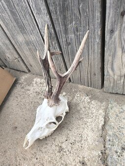 Zhody, parohy, parozie,trofej - 8