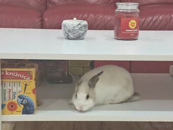 Zakrslý zajko + klietka - 8