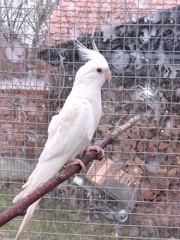 Predám /vymením/papagáj spevavy, korela a andulky - 8