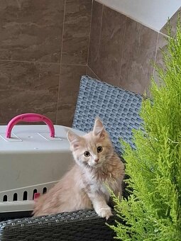 Mainska myvalia, MCO - 8