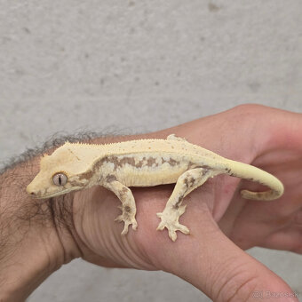 Pagekon riasnaty - C. ciliatus - 8