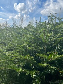 Predám krásne smreky a jedle.🌲 - 8