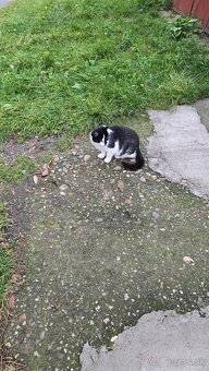 Darujem mačičky - 8