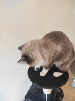Ragdoll mačka - 8