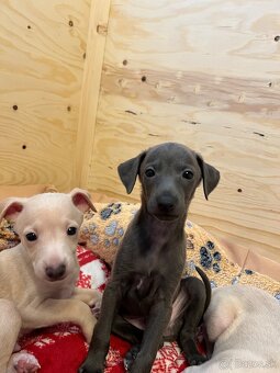 Taliansky chrtik s PP - 8