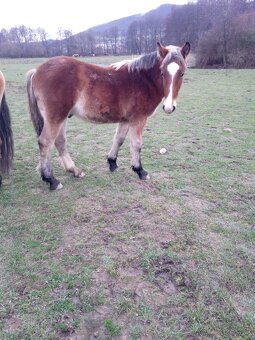 Predám ťažné zriebata - 8