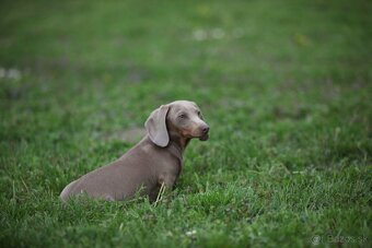 Jazvečík trpaslicip krátkosrsty - 8