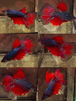 Betta Splendens - Bojovnica Pestrá. - 8